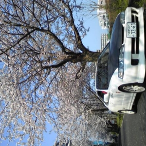 Beneath Sakura (Cherry Blossoms)