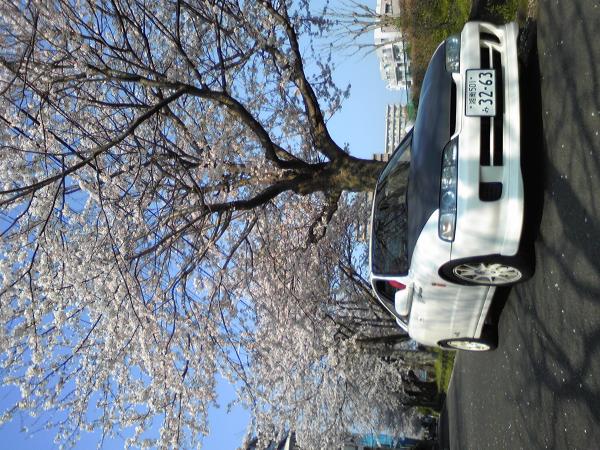 Beneath Sakura (Cherry Blossoms)